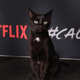 Image for article titled Sorry, But This Cat Is Hot